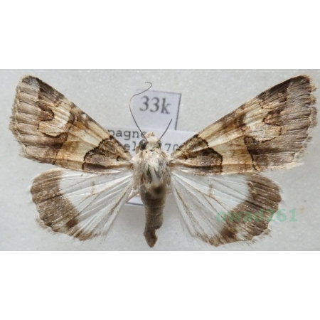 Drasteria philippina (Austaut, 1880) Spain33k